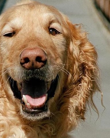 Dog-friendly cabin in the Catskills